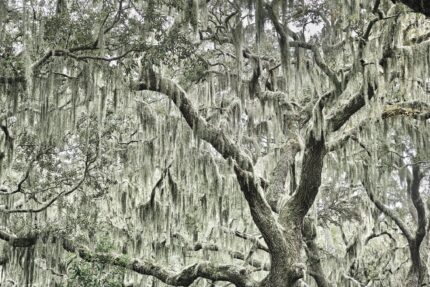 oaks · tillandsia, cumberland island -
