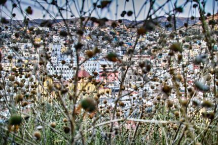 flowerheads, guanajuato