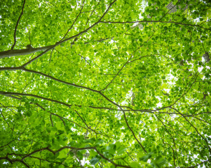 emerald canopy