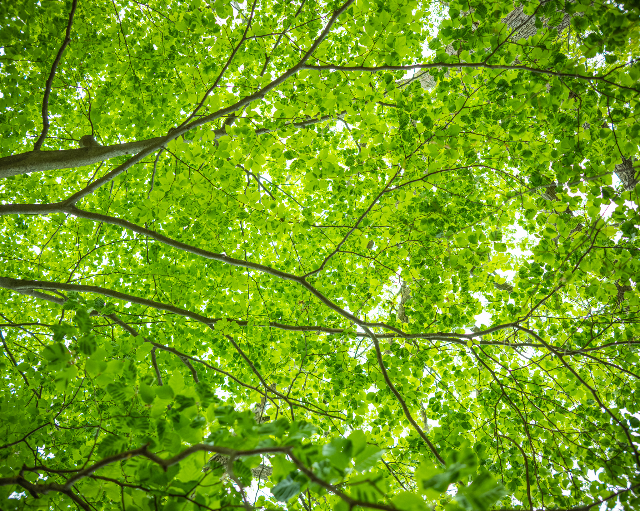 Emerald-canopy emerald canopy