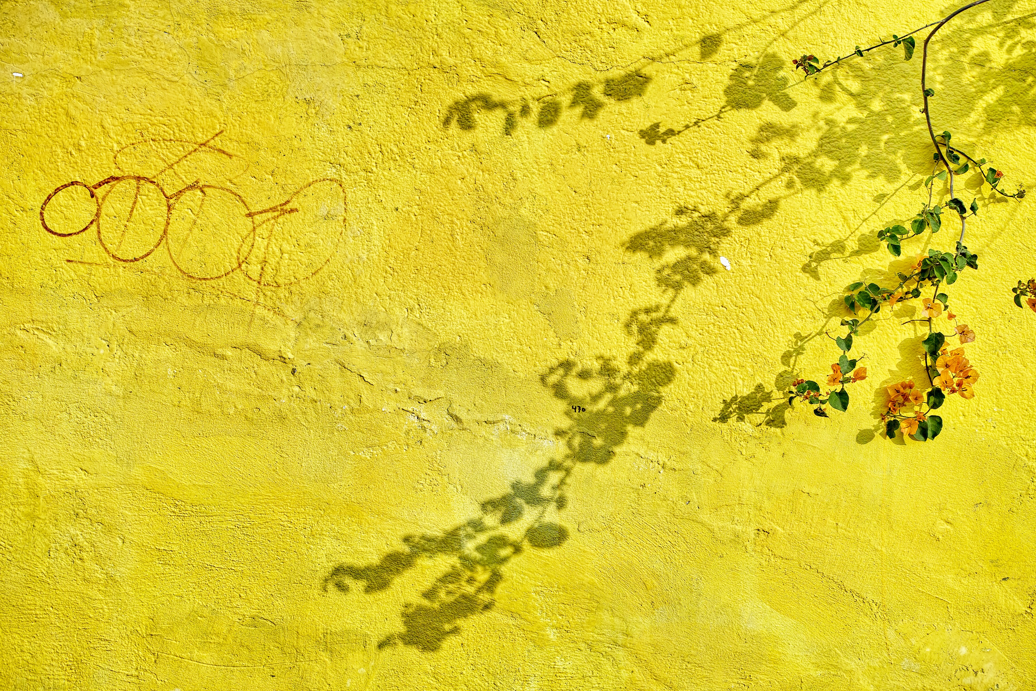 Zarcillo-site-small