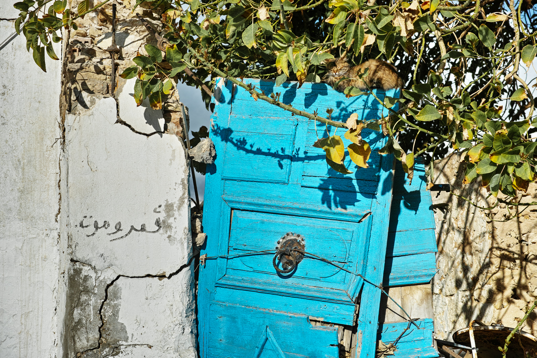 tunis-door-cat